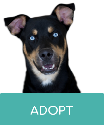 humane society website